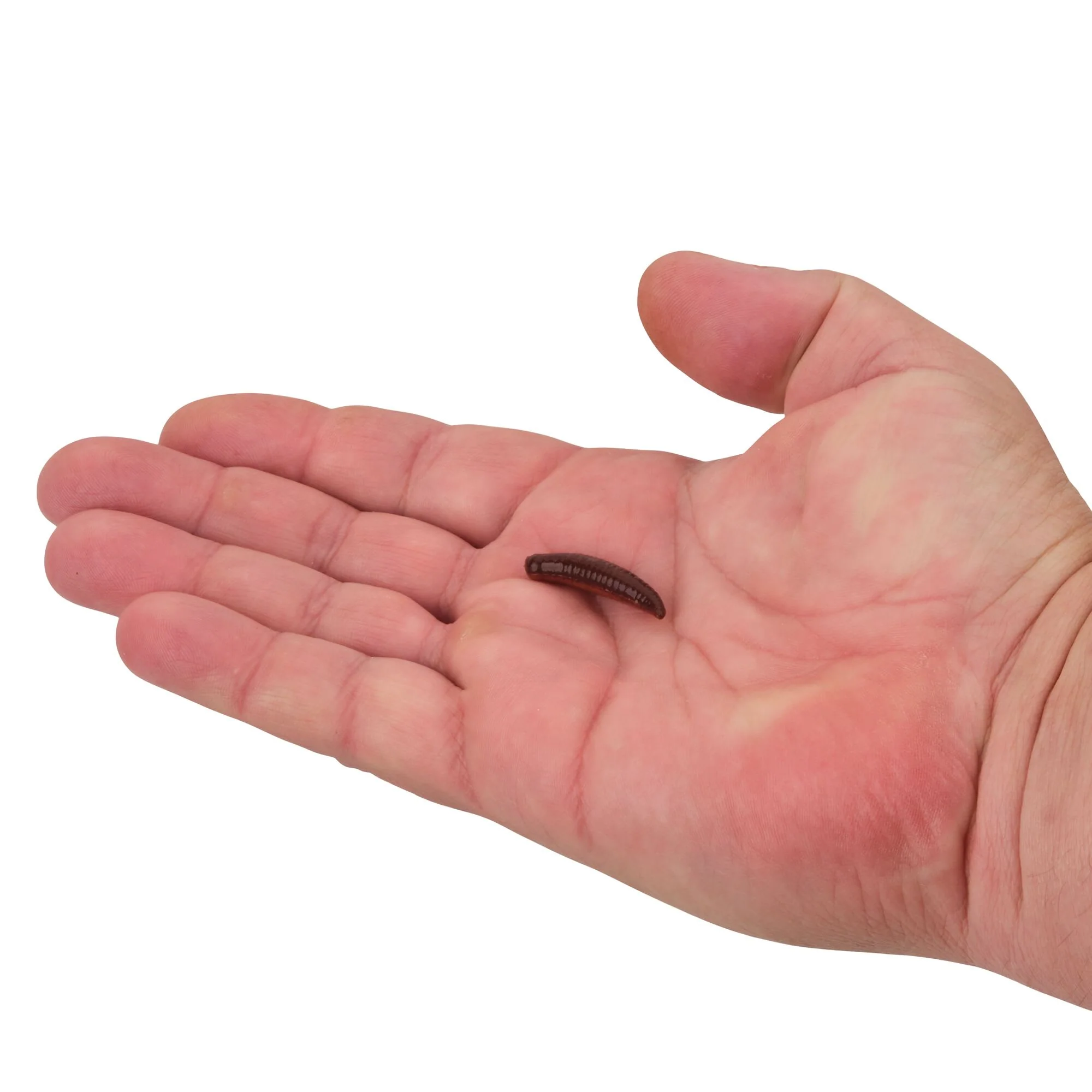 Berkley Gulp!® Pinched Crawler - Image 6