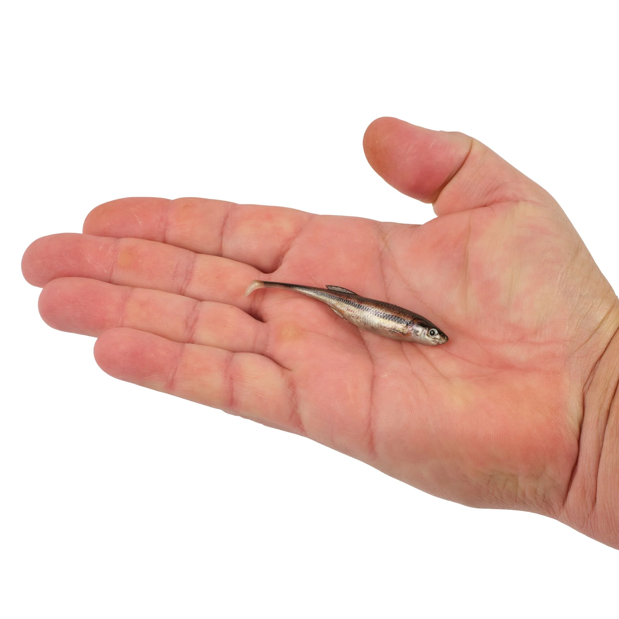 Berkley PowerBait® Drip Swimmer - Image 52