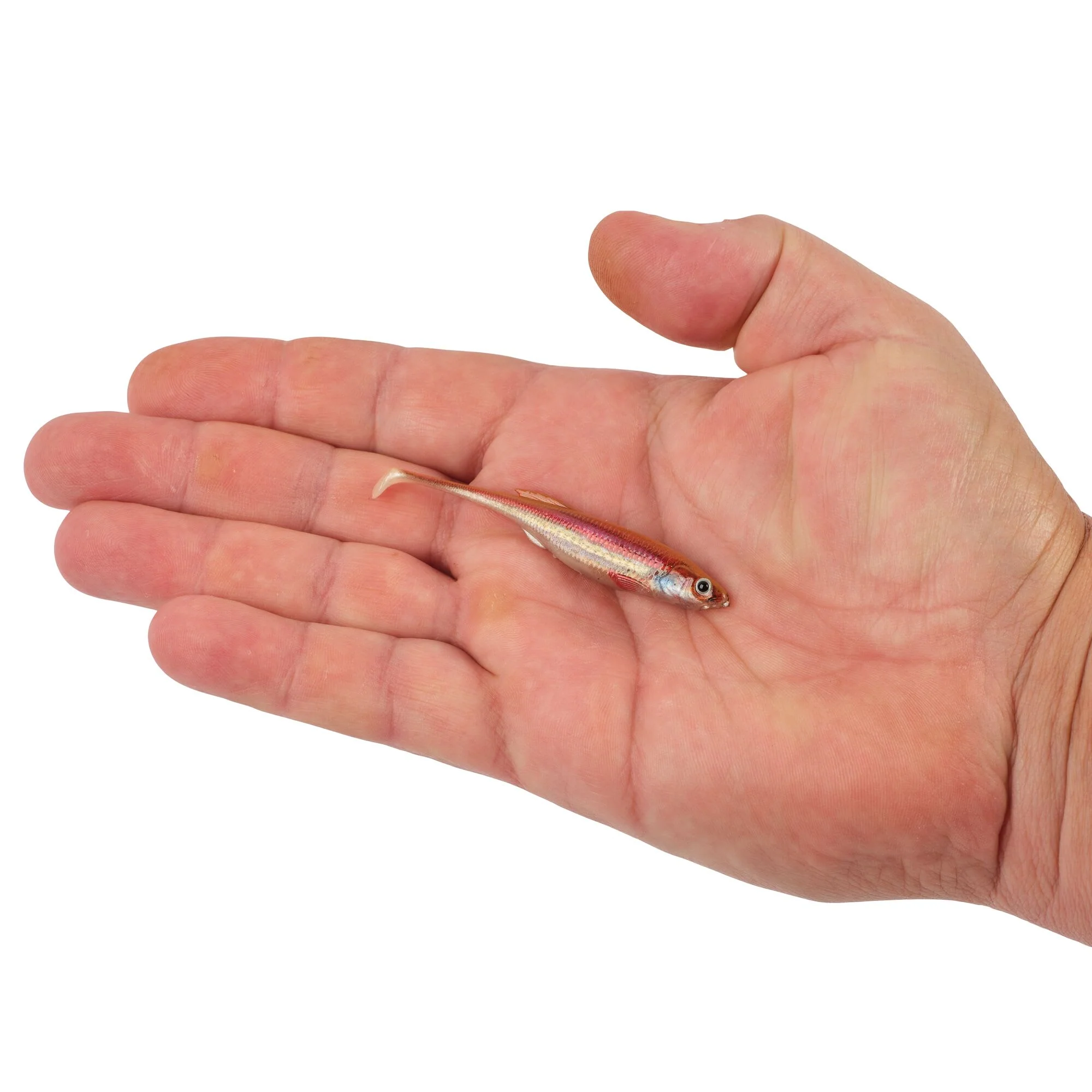 Berkley PowerBait® Drip Swimmer - Image 54