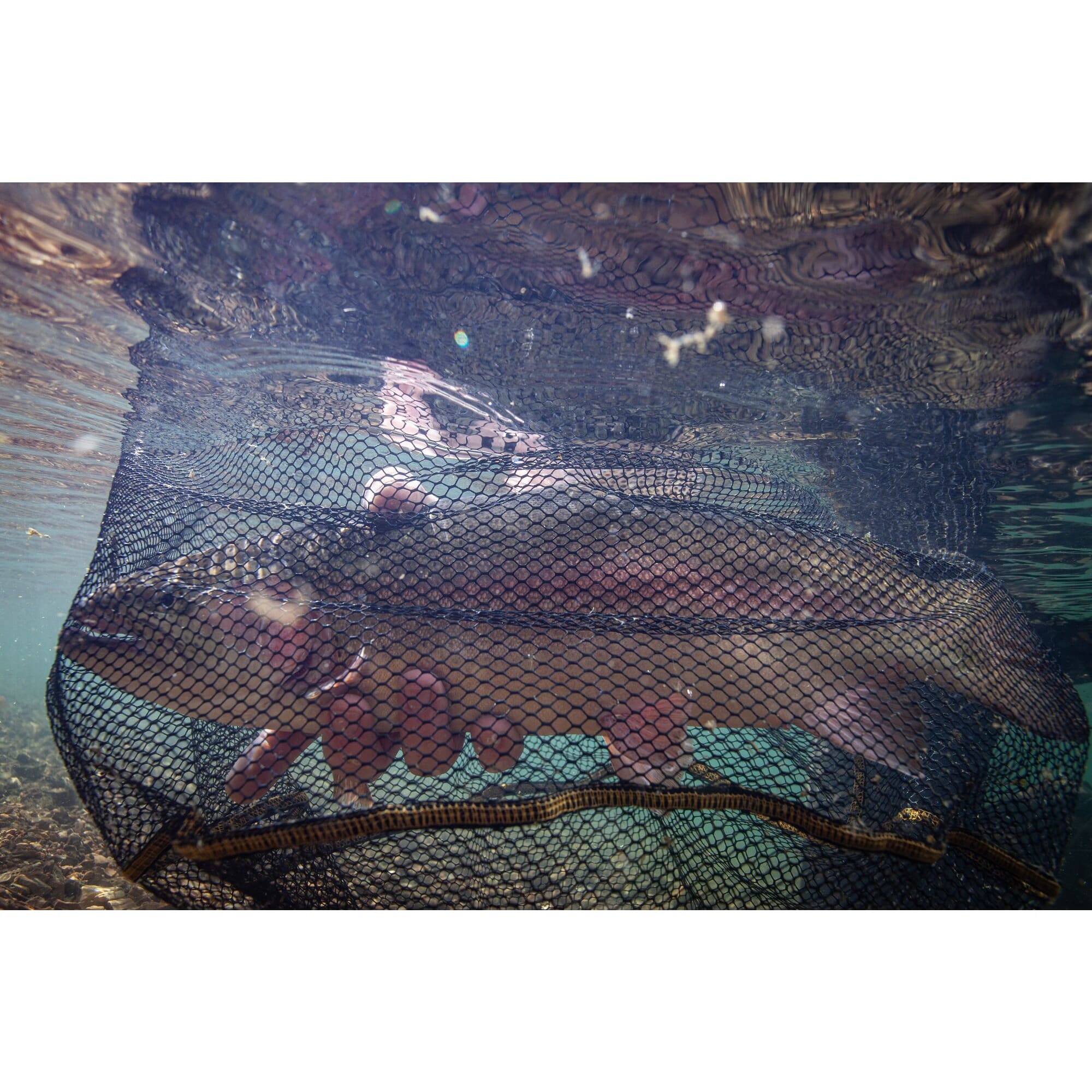 Frabill Square Floating Trout Net - Image 4
